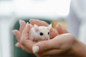 10 Best Pet-Safe Stain Removers in 2026