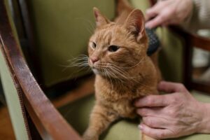 5 Best Stain Removers for Upholstery Pets in 2026