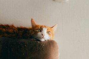 Stain Removal for Households With Pets