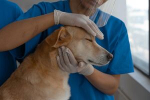 What Makes a Cleaner Safe Around Pets
