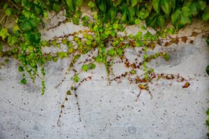 10 Best Plant-Based Stain Removers for 2026